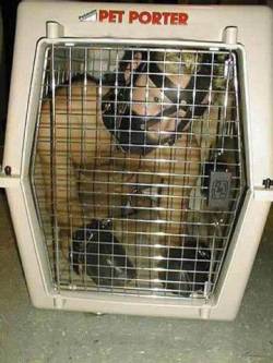 pet porter mister-sir1:  Because cages don’t have to be expensive.
