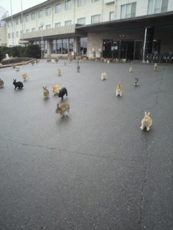  This picture was taken at Hotel in Okunoshima.   On this island,