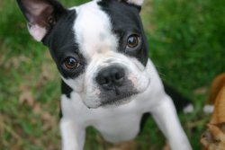 hattiewatson:  Boston Terrier vs. French Bulldog I’m going