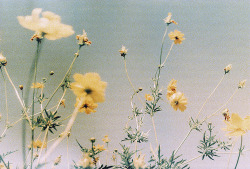 flowers in the attic