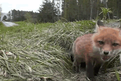 indie-moonlight:  foxes are so cute