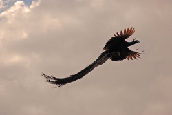 nickastig:  Peacock: The national Bird of India..We have always seen the pics of a peacock, spreading its plume, sitting..But how many of us have seen it flying like this??? 