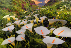 bluepueblo:  Coastal Lilies, Big Sur, California photo via arianna