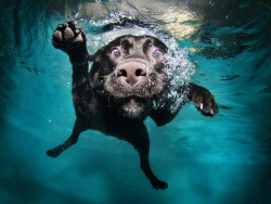  Photos of dogs taken just as they land in water. Source [x]