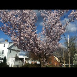 Nutley :)  (Taken with instagram)