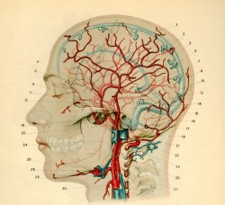 moshita:  circulation system of the head