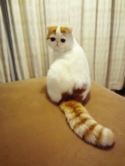 lastyearswishes:  Exotic Shorthair cat!   He is so confused with