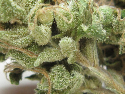 thatsgoodweed:  Strain Name: Sour Diesel 
