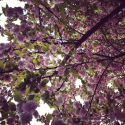 #flowers #iphoneography #instagram #tree #pretty #photography