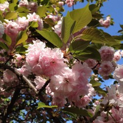 No filter #flowers #blossom #pink #photography #instagram #iphoneography