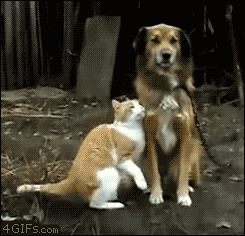  OH MY GOD IN THE LAST GIF THO THE DOG CATCHES THE KITTY WHEN