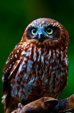 daily-owls:  By Kerri J Spangaro @AdorableBipolar 