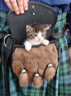 sneakystratus:  I NEED AN EMERGENCY CAT SATCHEL 