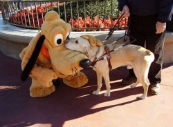  A guide dog meeting Pluto at Disneyland.   