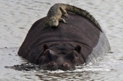 magicalnaturetour:  Crocodile lies on back of hippo via Mail