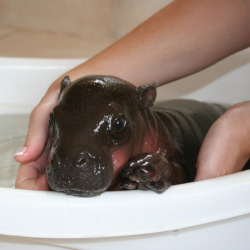 yanagoya:  shinkisrule:  des-etoiles:  baby hippo baby hippo