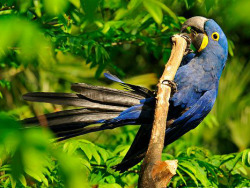 tropicsofjungala:  Hyacinth Macaw on a branch. Photo by Luis