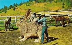 Big rabbit in Texas