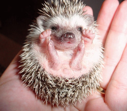 littlered-robin:  So I seriously want a hedgehog! I mean look