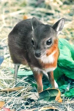  The Royal Antelope is the world’s smallest species of antelope,