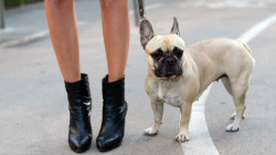the-vogue-boutique:  chiara’s dog, matilda! 