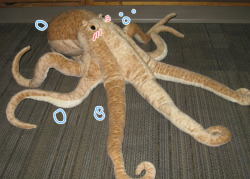 almostoutofminutes:  OCTOPUS GIVEAWAY! Ever feel the need to have your very own octopus? You now have the chance to do just that. I decided to give away my brand new stuffed octopus as thanks for my 100th follower. You’ll get: 36” stuffed octopus