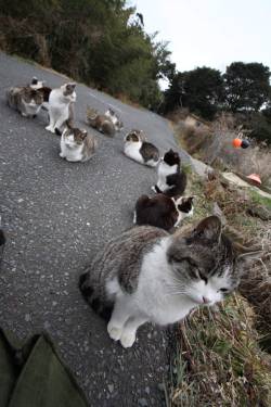 cryingjpeg:  ain’t messin wit my clique  a gangue dos gato