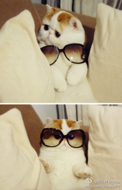 dyldoswaggins:  cybergata:  Daily Snoopy  Cute animal spamming
