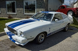 Mustangs galore