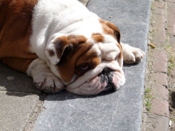 English Bulldog Love