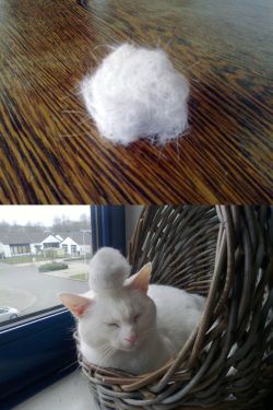 catsbeaversandducks:  “My cat lost some hair. I gave it back.”