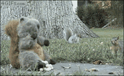 heyfunniest:   There are two types of squirrels   
