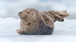 we love seals