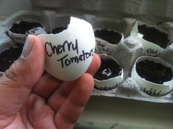 piggypostings:  Easter eggs redefined. Growing seedlings in eggshells