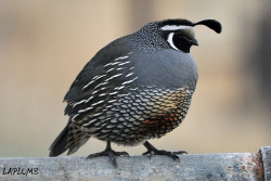 fairy-wren:  california quail (photos by michael woodruff and