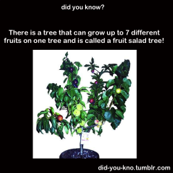 did-you-kno:  Fruit salad tree sprouts as many as seven varieties