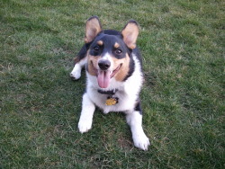 corgiaddict:  Charlie enjoying the nice weather! (7 months old)