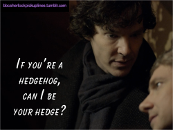 “If you’re a hedgehog, can I be your hedge?”