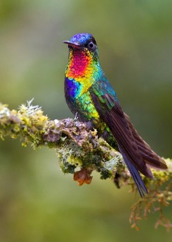 earth-song:  Fiery-throated Hummingbird” by Glenn Bartley 