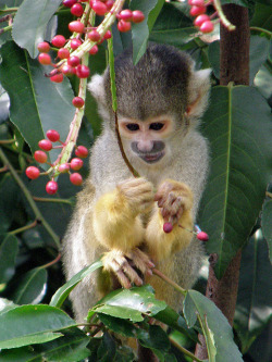 whispers-of-the-wild:  Black Capped Squirrel Monkey Photo by: