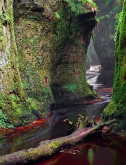 milicentbrovovich:  heresjohnnyinjapan:  The Devil’s Pulpit , Finnich Glen, near Killearn, Scotland  This is LUSH. 