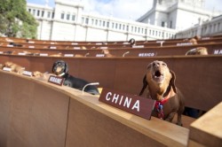 thetiredgames:  Dachshund U.N.  “For three weekends, 47 Dachshunds,