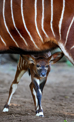 :  A two week-old eastern bongo calf looks out from under her