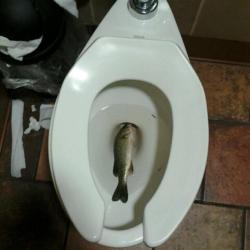 barbietalkingtownhouse:  somebody left a whole fish in the toilet