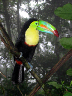 magicalnaturetour:  Tucan, Costa Rica Rainforest by moonjazz