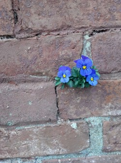 zombibat:  My pansies like the wall I guess… 