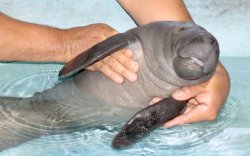 moonscreations:  Orphaned Baby Manatee Rescued in the Amazon.