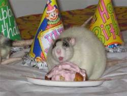 petsatbirthdays:  HAPPY BIRTHDAY, TEMPLETON!  BEST EXAMPLE OF