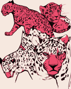 yummytomatoes:  I wanted to draw jaguars   They’re beautiful