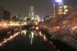 hal-japan:  “Sakura and the river of the night” in Yokohama.